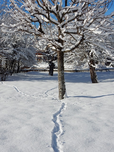 Obrazek przedstawia zaśnieżone drzewo w ogrodzie